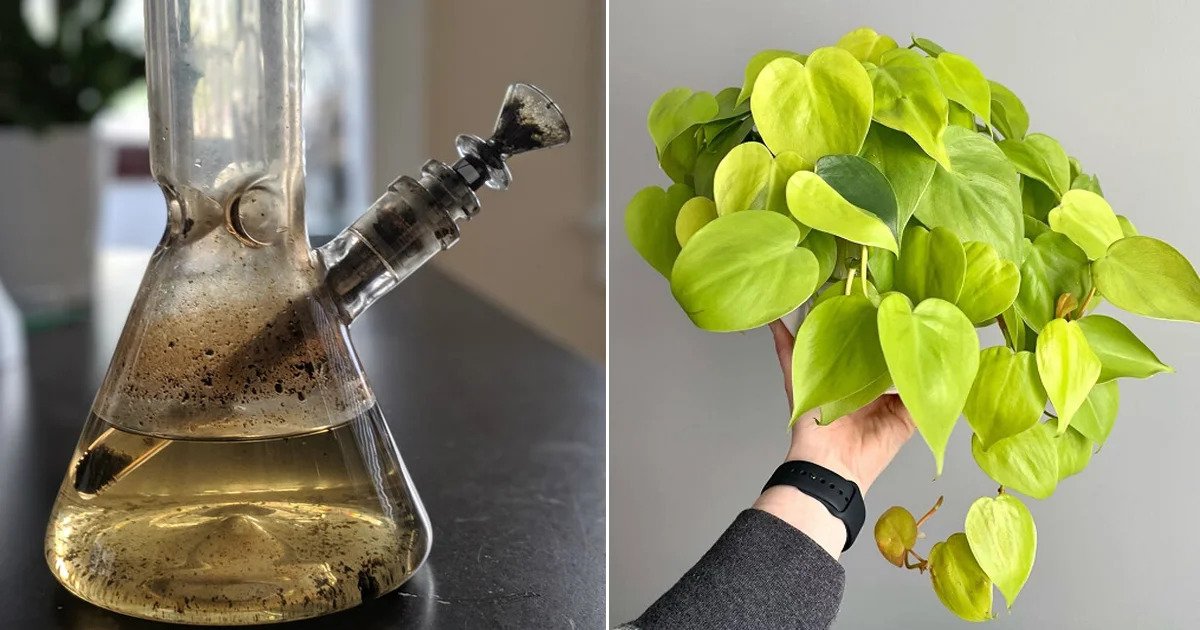 Recycling with Risk: The Dangers of Using Bong Water for Plants